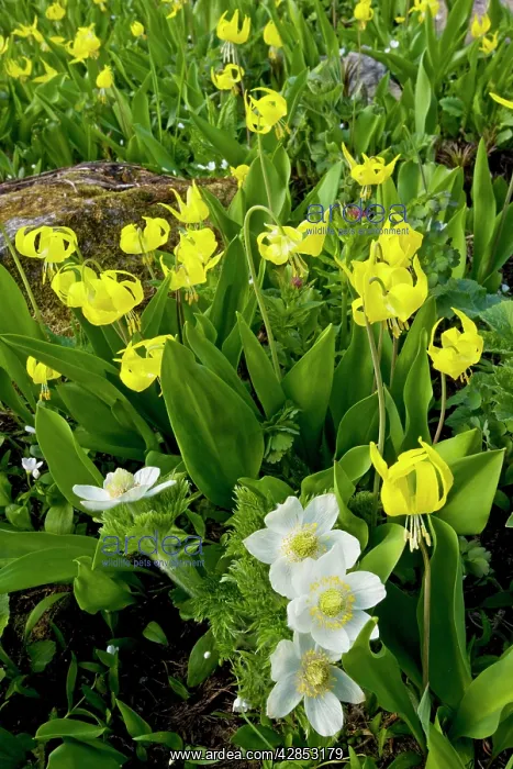 : Masses of Yellow Glacier-Lily or Snow-Lily, with : Masses of Yellow Glacier-Lily or Snow-Lily, with