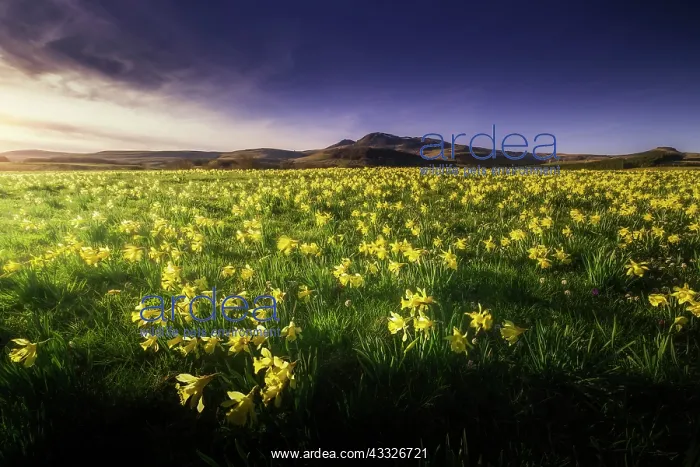 : Massif du Sancy seen from the commune of Pichera : Massif du Sancy seen from the commune of Pichera