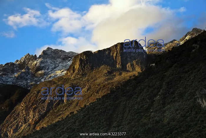 : The massif of Mount Speke from the valley : The massif of Mount Speke from the valley