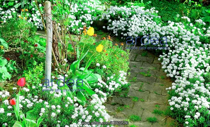 : Massif of various flowers, tulips, Dordogne, France : Massif of various flowers, tulips, Dordogne, France