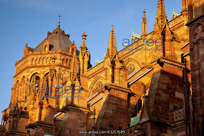 : The massive and beautifully detailed Strasbourg : The massive and beautifully detailed Strasbourg