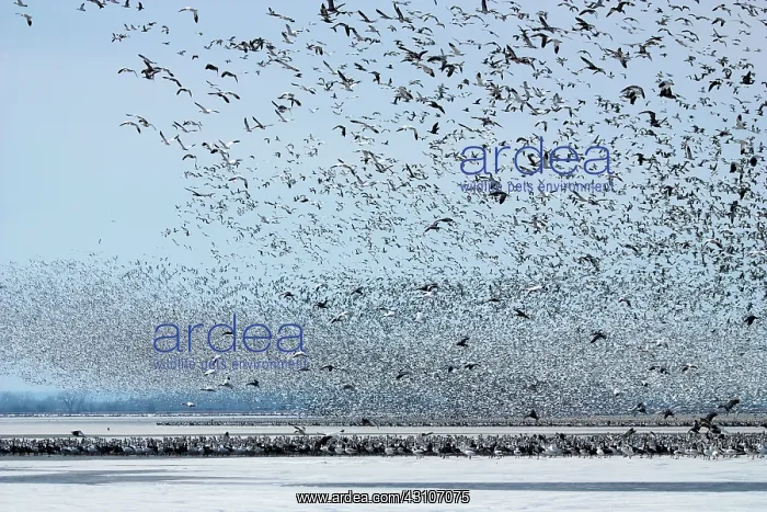 : Massive Amount of Snow Geese : Massive Amount of Snow Geese