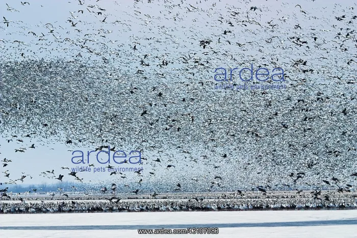 : Massive Amount of Snow Geese : Massive Amount of Snow Geese