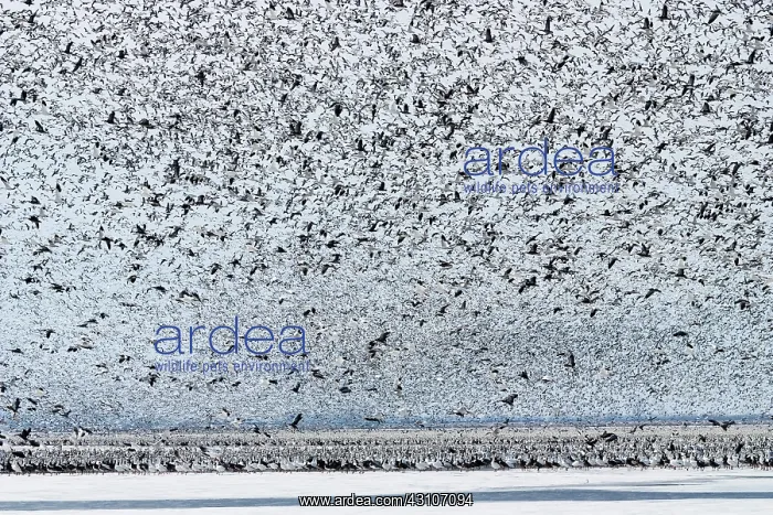 : Massive Amount of Snow Geese : Massive Amount of Snow Geese