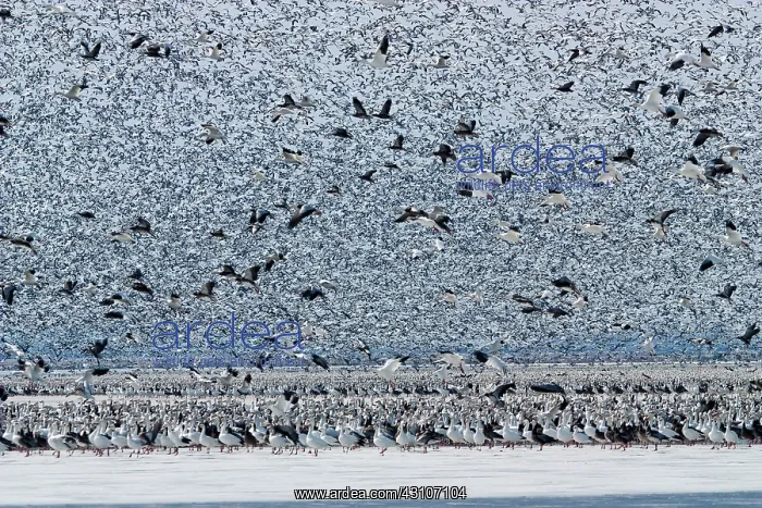 : Massive Amount of Snow Geese : Massive Amount of Snow Geese