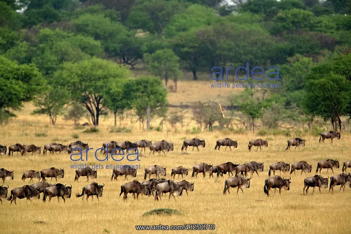 : Massive Wildebeest herd during migration : Massive Wildebeest herd during migration