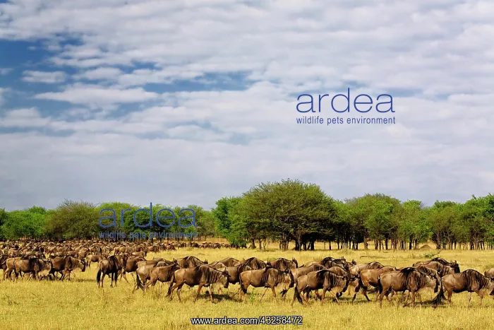 : Massive Wildebeest herd during migration : Massive Wildebeest herd during migration