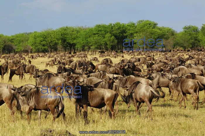 : Massive Wildebeest herd during migration : Massive Wildebeest herd during migration