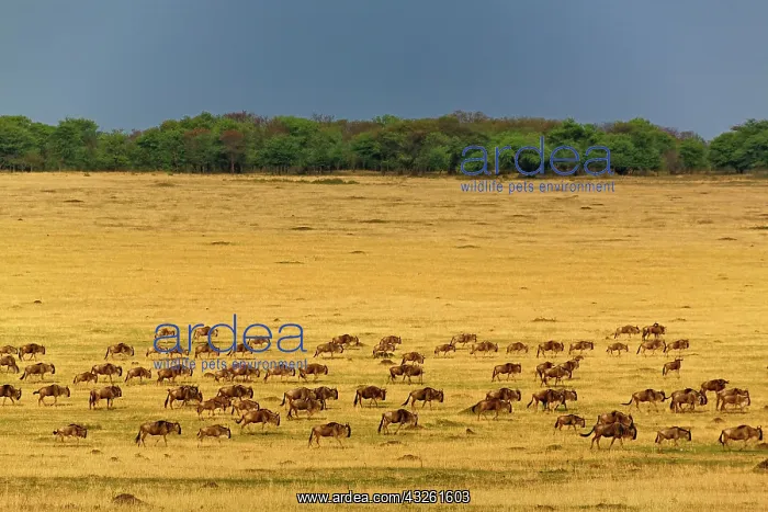 : Massive Wildebeest herd during migration : Massive Wildebeest herd during migration