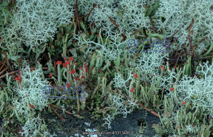 : Massy of shrubby fruticose lichens, growing on p : Massy of shrubby fruticose lichens, growing on p