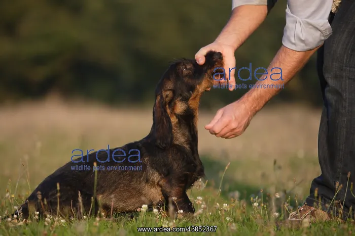 : Master calming Wire-haired Dachshund in a meadow France : Master calming Wire-haired Dachshund in a meadow France