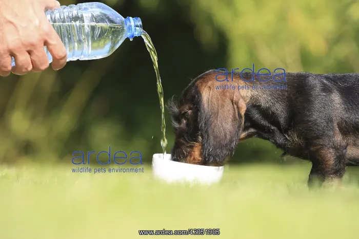 : Master giving water at his Wire-haired Dachshund puppy : Master giving water at his Wire-haired Dachshund puppy