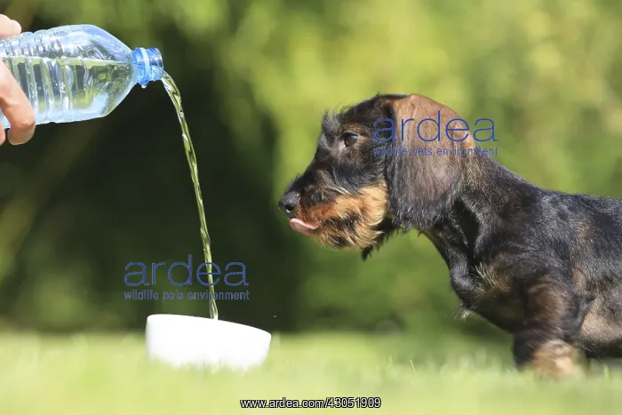 : Master giving water at his Wire-haired Dachshund puppy : Master giving water at his Wire-haired Dachshund puppy