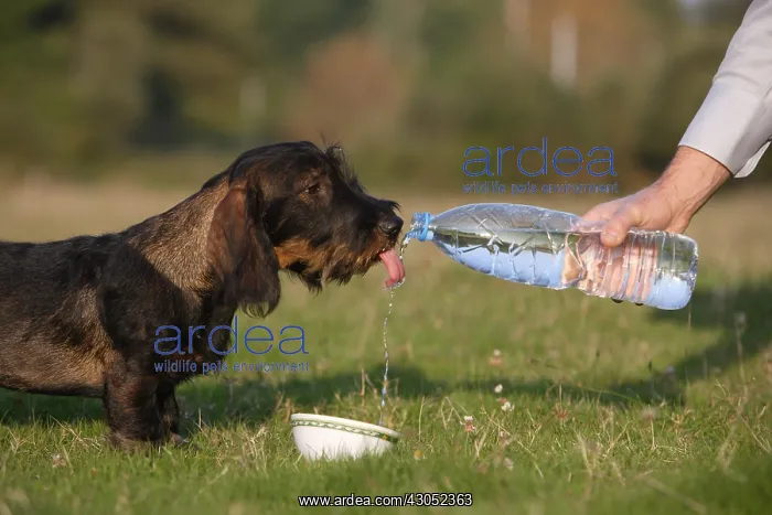 : Master giving water at his Wire-haired Dachshund puppy : Master giving water at his Wire-haired Dachshund puppy