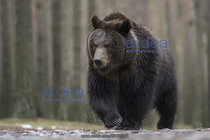 : Master Petz... European brown bear (Ursus arctos) : Master Petz... European brown bear (Ursus arctos)