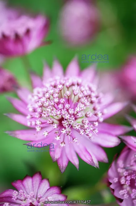 : Masterwort, Astrantia major, close up : Masterwort, Astrantia major, close up