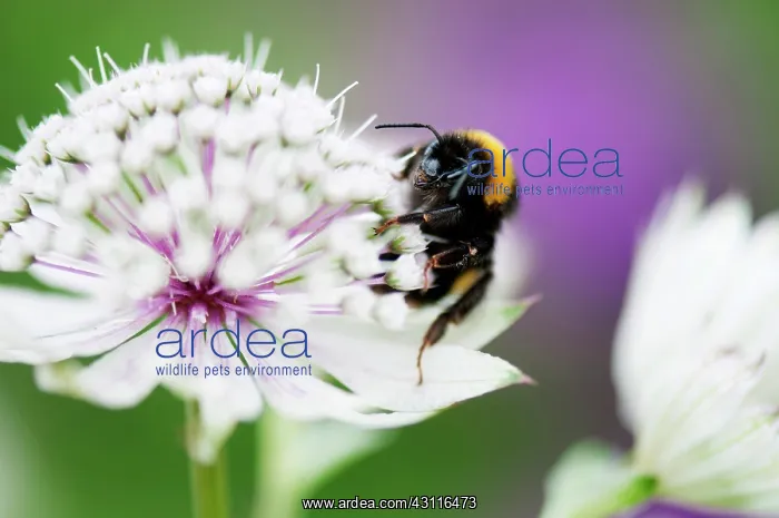 : Masterwort, Astrantia major, flower close up with bee collec : Masterwort, Astrantia major, flower close up with bee collec