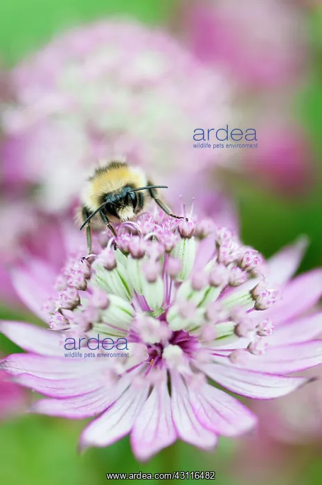 : Masterwort, Astrantia major, flower close up with bee collec : Masterwort, Astrantia major, flower close up with bee collec