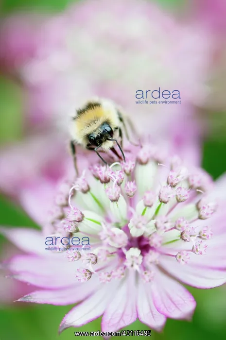 : Masterwort, Astrantia major, flower close up with bee collec : Masterwort, Astrantia major, flower close up with bee collec