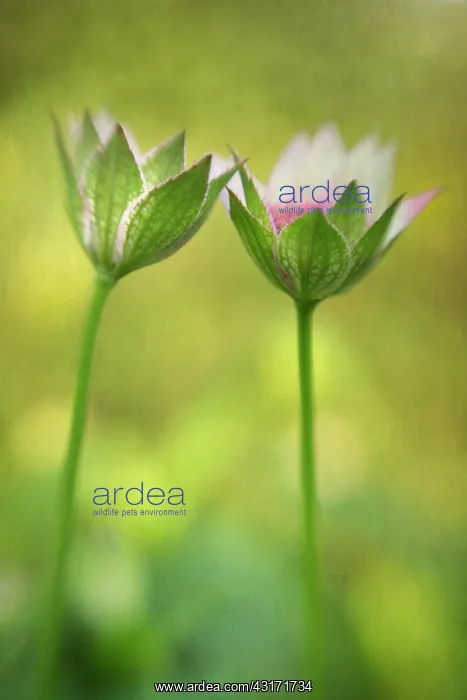 : Masterwort, Astrantia major, two flowers opening and leaning : Masterwort, Astrantia major, two flowers opening and leaning
