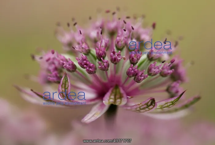 : Masterwort, Astrantia major Pink penny, close up side view : Masterwort, Astrantia major Pink penny, close up side view