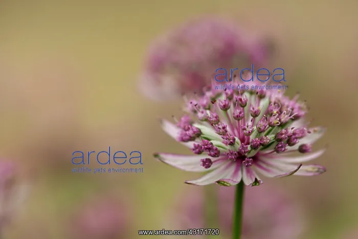 : Masterwort, Astrantia major Pink penny, side view of pink : Masterwort, Astrantia major Pink penny, side view of pink