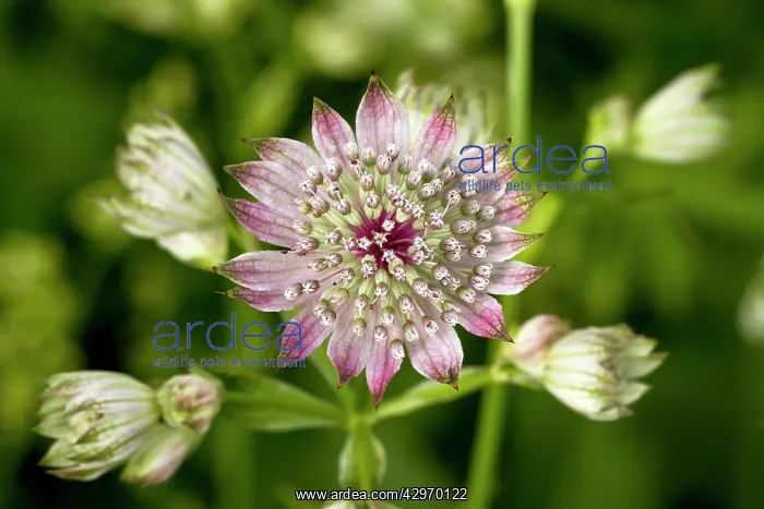 : Masterwort - in flower : Masterwort - in flower