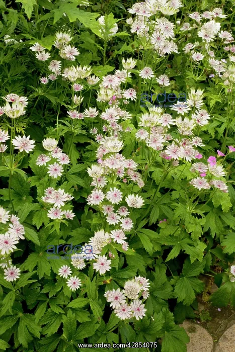 : Masterwort at Hidcote Manor garden : Masterwort at Hidcote Manor garden