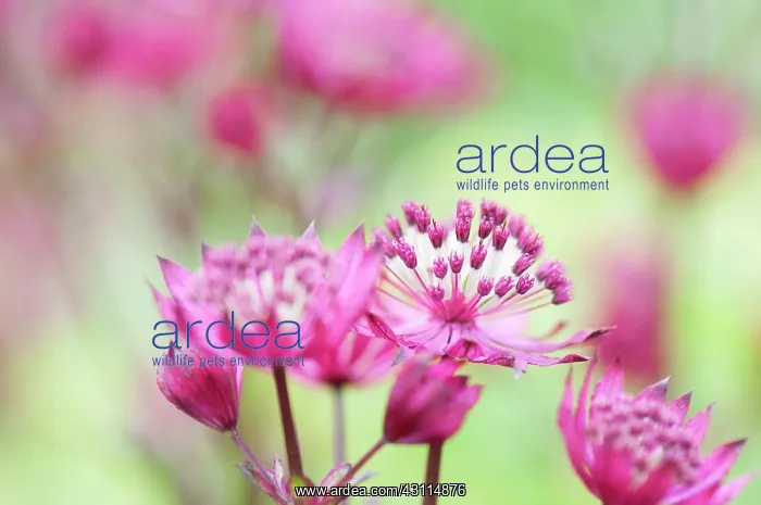 : Masterwort ?oGreat masterwort, Astrantia major Rubra : Masterwort ?oGreat masterwort, Astrantia major Rubra