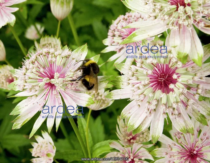 : Masterwort with visiting Bumblebee : Masterwort with visiting Bumblebee