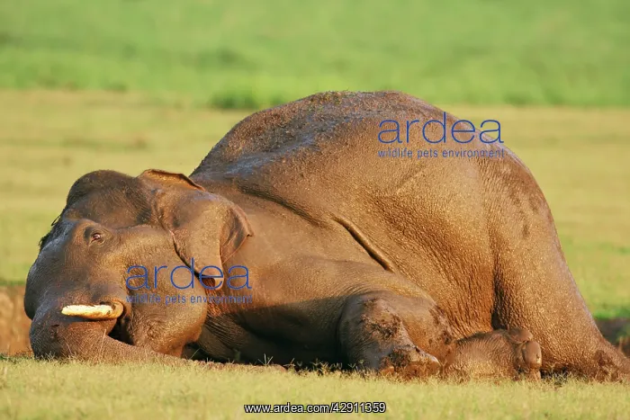 : Masth Indian / Asian Elephant taking mud bath : Masth Indian / Asian Elephant taking mud bath