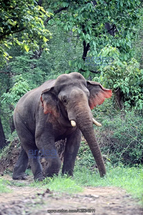 : Masth Indian / Asian Elephant walking in a threatening way : Masth Indian / Asian Elephant walking in a threatening way
