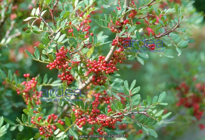  : Mastic Tree