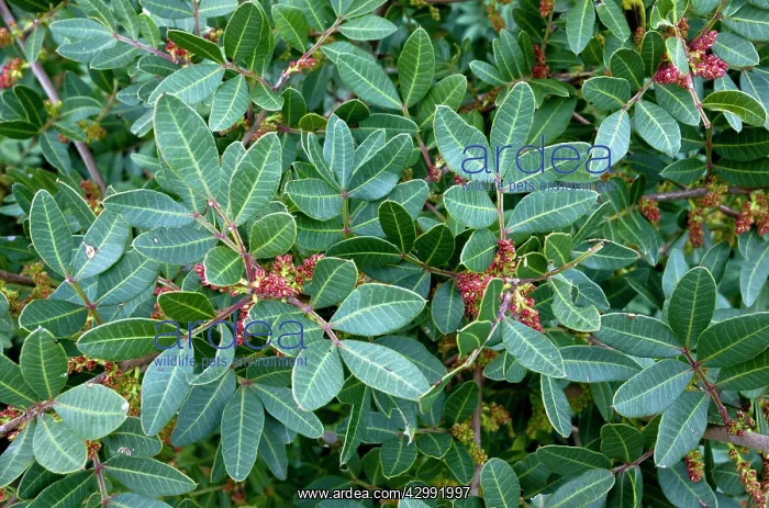 : Mastic Tree Flowers : Mastic Tree Flowers
