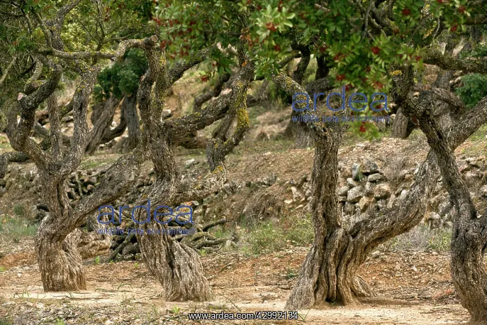 : Mastic Trees : Mastic Trees