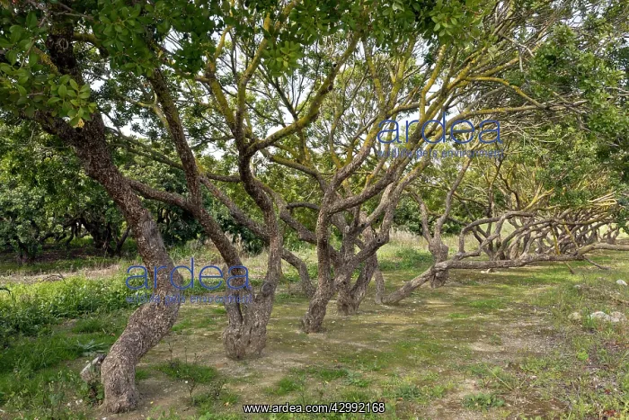 : Mastic Trees : Mastic Trees