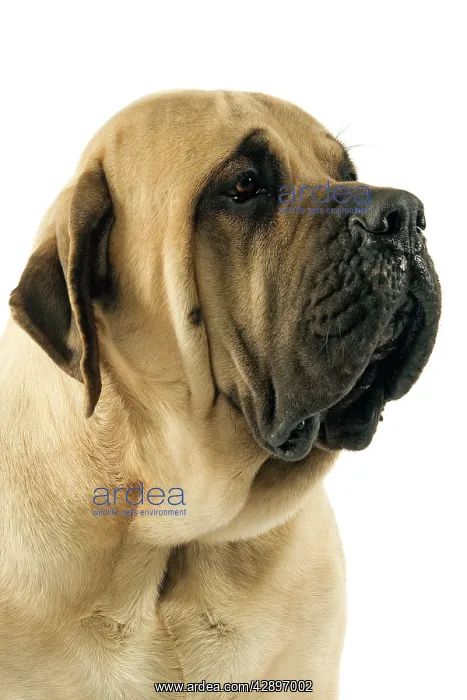  : Mastiff Dog