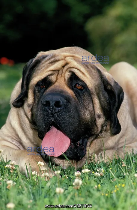 : MASTIFF DOG, ADULT LAYING DOWN ON GRASS : MASTIFF DOG, ADULT LAYING DOWN ON GRASS