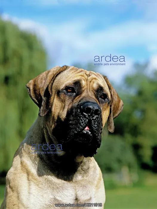 : Mastiff Dog, Portrait of Adult : Mastiff Dog, Portrait of Adult