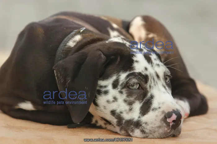 : Mastiff laying on the floor, 10 weeks old, Perro : Mastiff laying on the floor, 10 weeks old, Perro