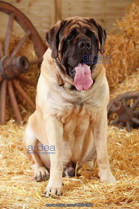 : Mastiff, male, 4 years old, sitting in straw, tongue : Mastiff, male, 4 years old, sitting in straw, tongue