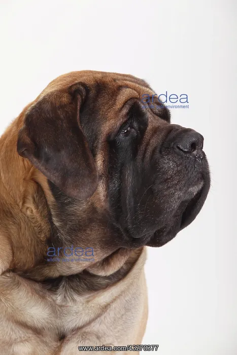 : Mastiff, male, animal portrait : Mastiff, male, animal portrait
