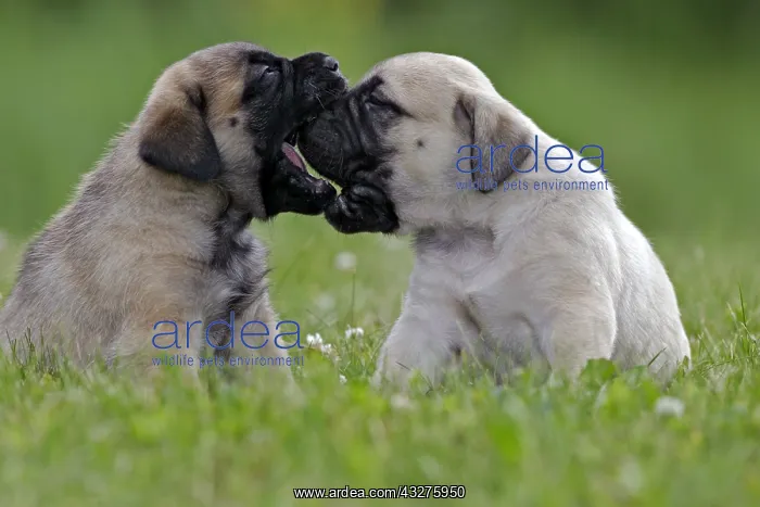 : Two Mastiff Puppies playing together on grass, profile : Two Mastiff Puppies playing together on grass, profile