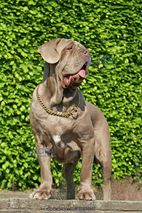 : Mastino Napoletano, Italian Mastiff Mastino Napoletano : Mastino Napoletano, Italian Mastiff Mastino Napoletano
