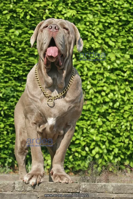 : Mastino Napoletano, Italian Mastiff Mastino Napoletano : Mastino Napoletano, Italian Mastiff Mastino Napoletano