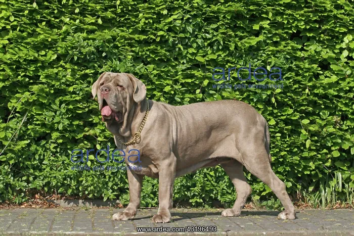 : Mastino Napoletano, Italian Mastiff, side view Mastino : Mastino Napoletano, Italian Mastiff, side view Mastino