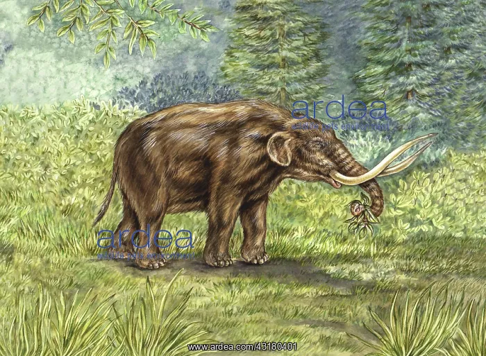: Mastodons (Mammut americanum) possessed large upward curving tusks, : Mastodons (Mammut americanum) possessed large upward curving tusks,