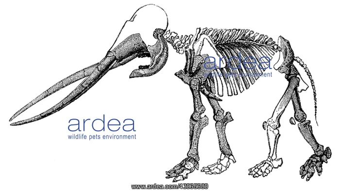 : Mastodon, Cenozoic Mammal : Mastodon, Cenozoic Mammal