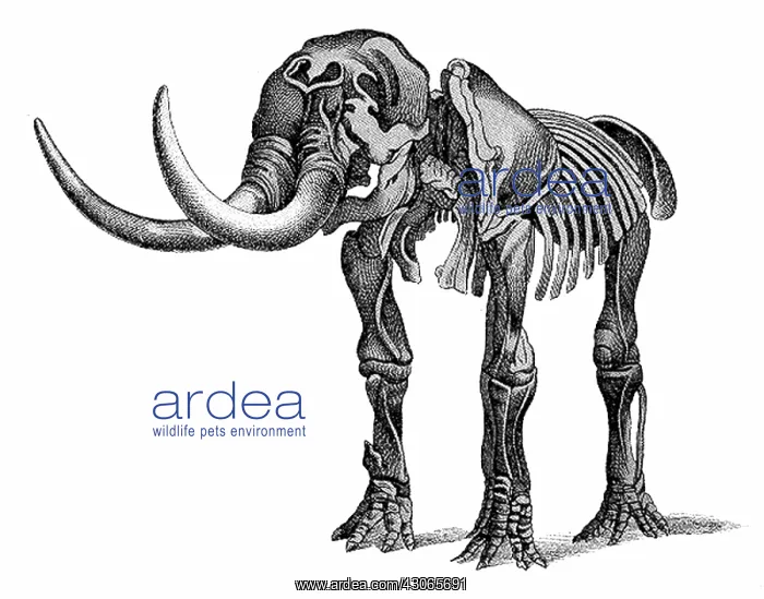: Mastodon, Cenozoic Mammal : Mastodon, Cenozoic Mammal