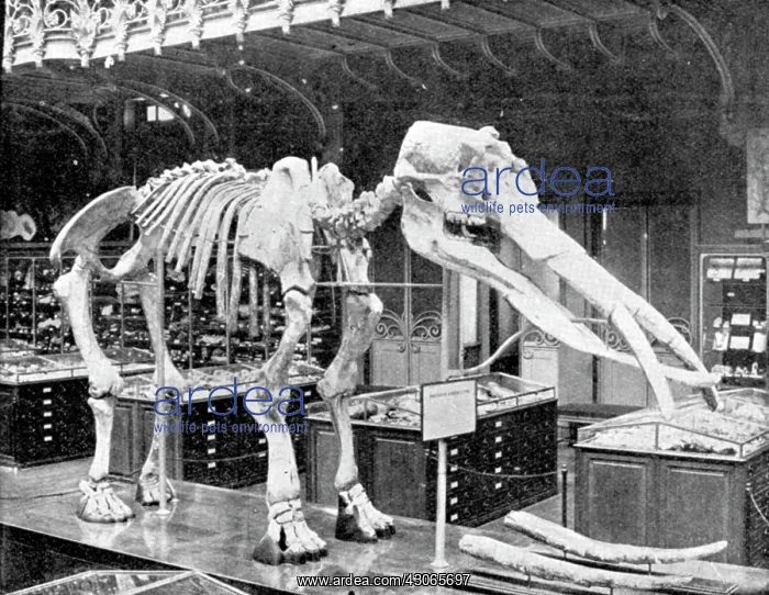 : Mastodon, Cenozoic Mammal : Mastodon, Cenozoic Mammal